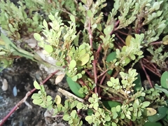 Angiospermae