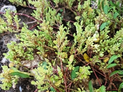 Angiospermae