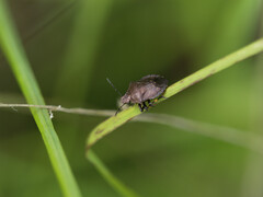 Rhacognathus punctatus