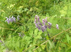 Aconitum volubile