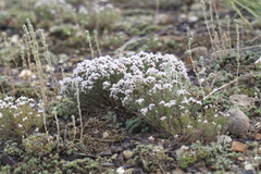 Limonium macrorrhizum