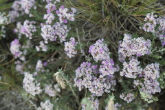 Limonium macrorrhizum