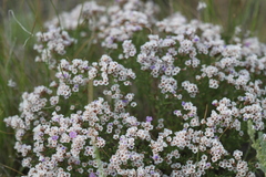 Limonium macrorrhizum