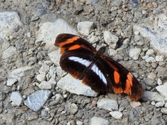 Podotricha telesiphe