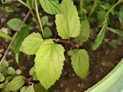 Magnoliopsida