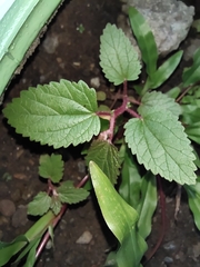 Magnoliopsida