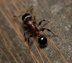 Dilobocondyla fouqueti