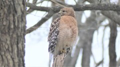 Buteo lineatus
