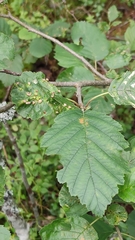 Eriophyes alniincanae