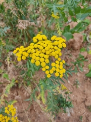 Tanacetum vulgare