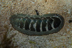 Ischnochiton australis