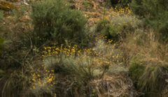 Leucochrysum albicans