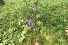 Aconitum volubile