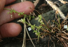 Mitrasacme prolifera