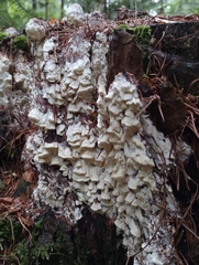 Antrodia heteromorpha