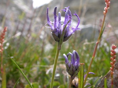 Phyteuma hemisphaericum