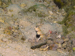 Amblyeleotris guttata