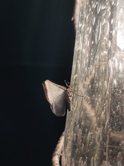 Sphacelodes quadrilineata