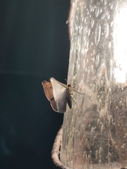 Sphacelodes quadrilineata