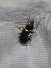 Pogonus