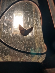 Sphacelodes quadrilineata