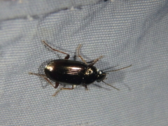 Pogonus