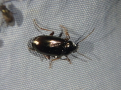 Pogonus