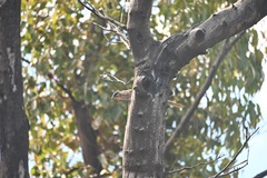 Anthochaera carunculata clelandi
