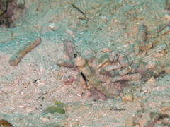 Amblyeleotris guttata