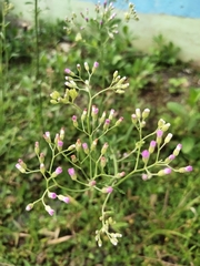 Cyanthillium