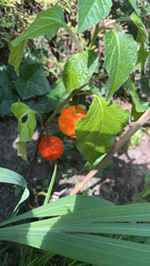 Alkekengi officinarum
