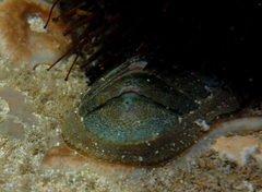 Ischnochiton australis