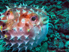 Cyclichthys orbicularis