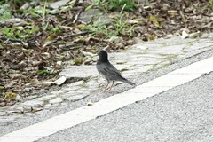 Turdus cardis