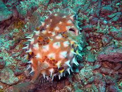 Cyclichthys orbicularis