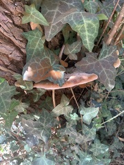 Inocutis tamaricis