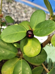 Magnoliopsida