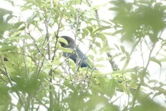 Eurystomus orientalis