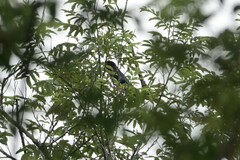 Eurystomus orientalis