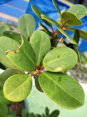 Magnoliopsida