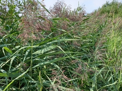Phragmites australis