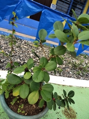 Magnoliopsida