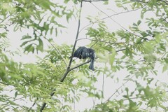 Dicrurus hottentottus