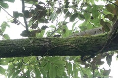 Aethopyga christinae