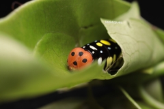 Choaspes hemixanthus