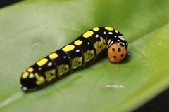 Choaspes hemixanthus