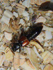 Bledius tricornis