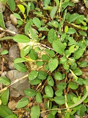 Magnoliopsida