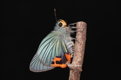 Choaspes hemixanthus