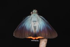 Choaspes hemixanthus